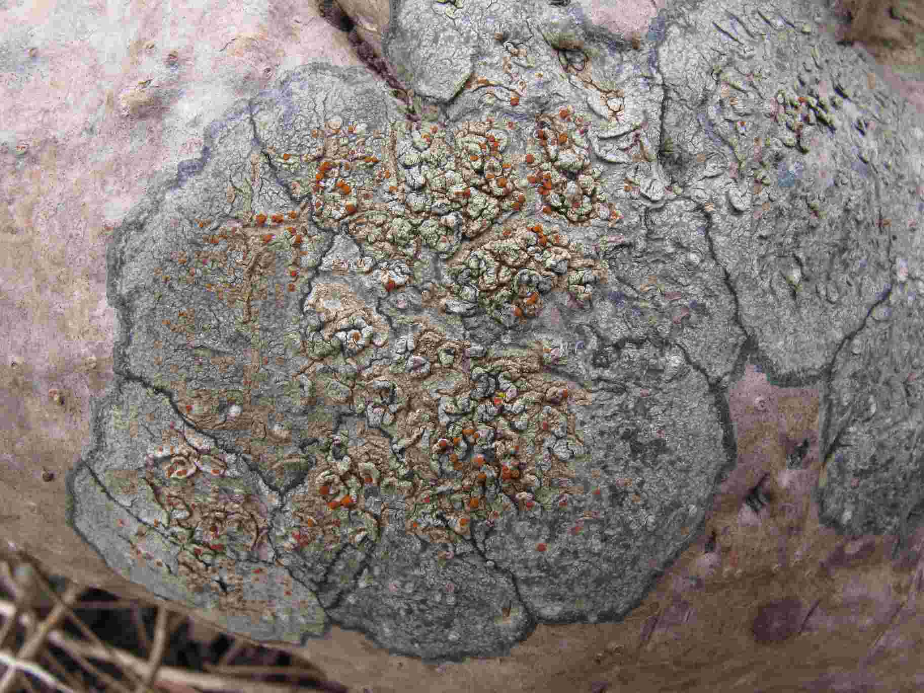 [Caloplaca crenularia]